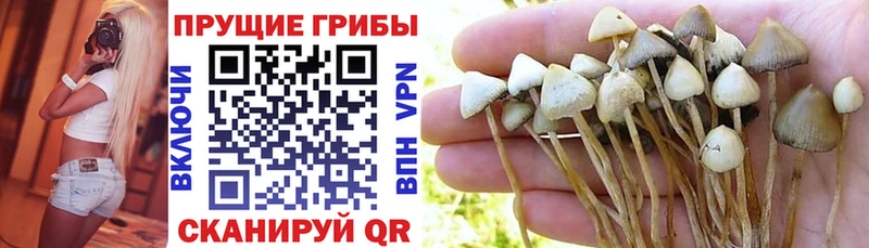 магазин продажи   Гурьевск  Псилоцибиновые грибы ЛСД 